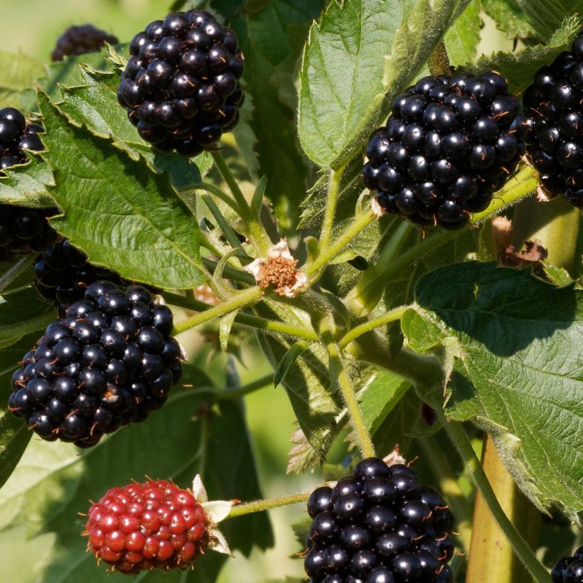 Brombeere Oregon Thornless (Harvest)