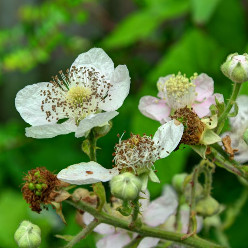 Brombeere Reuben (Flowering)