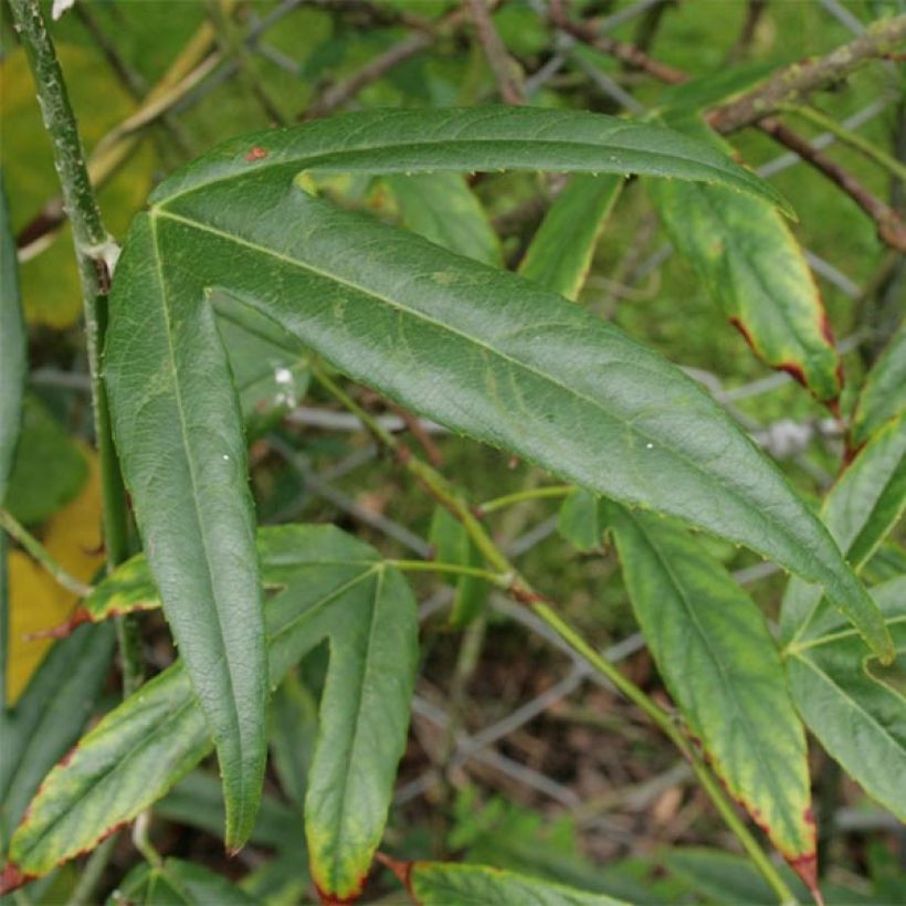 Rubus henryi bambusarum - Kletterhimbeere (Foliage)