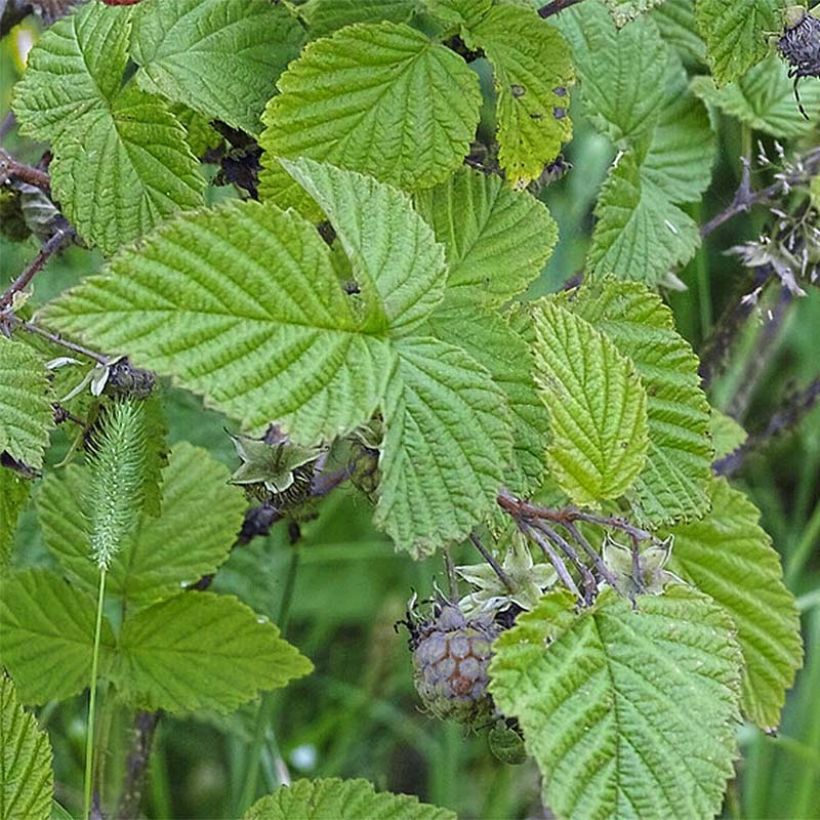 Himbeere Rustica (Foliage)