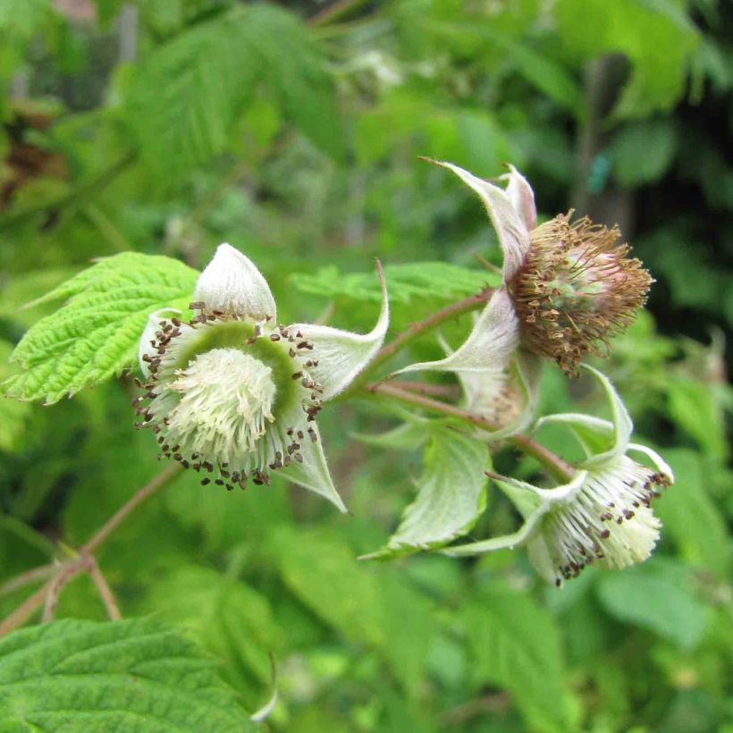 Himbeere Rustica (Flowering)