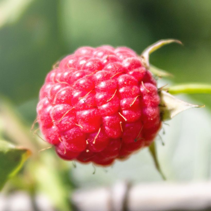 Himbeere Tulameen (Harvest)
