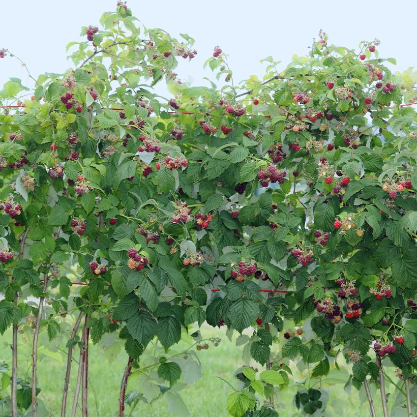 Himbeere Tulameen (Plant habit)