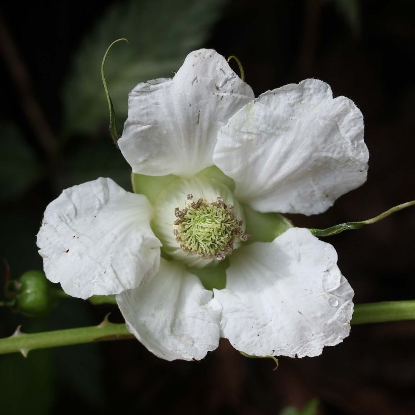 Erdbeer-Himbeere - Rubus illecebrosus (Flowering)