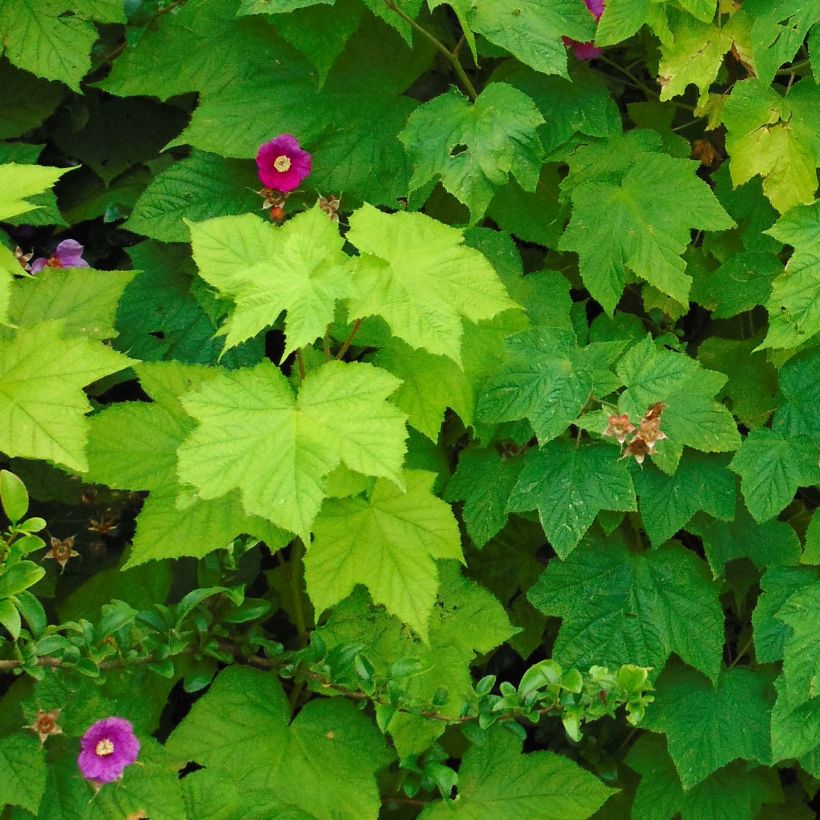Rubus odoratus - Zimt-Brombeere (Foliage)
