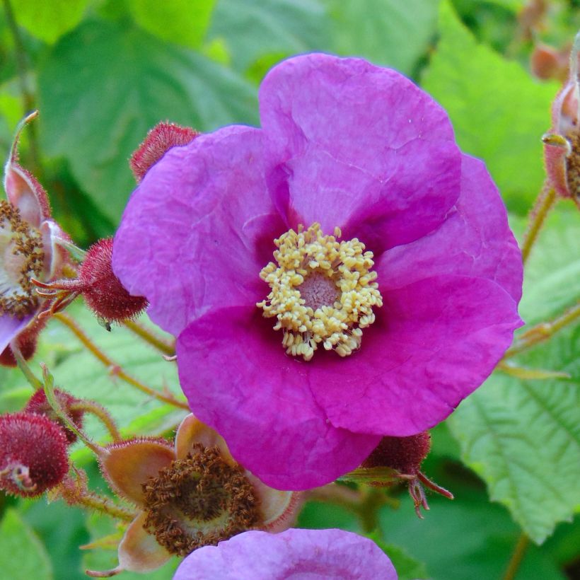 Rubus odoratus - Zimt-Brombeere (Flowering)