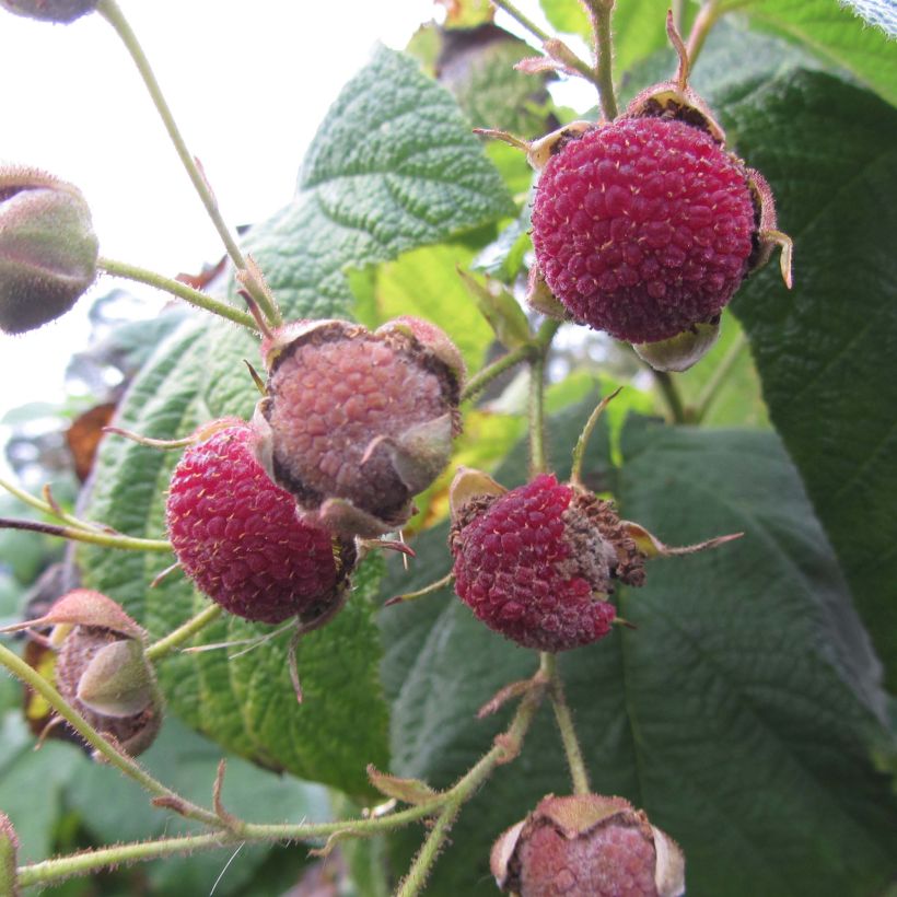 Rubus odoratus - Zimt-Brombeere (Harvest)