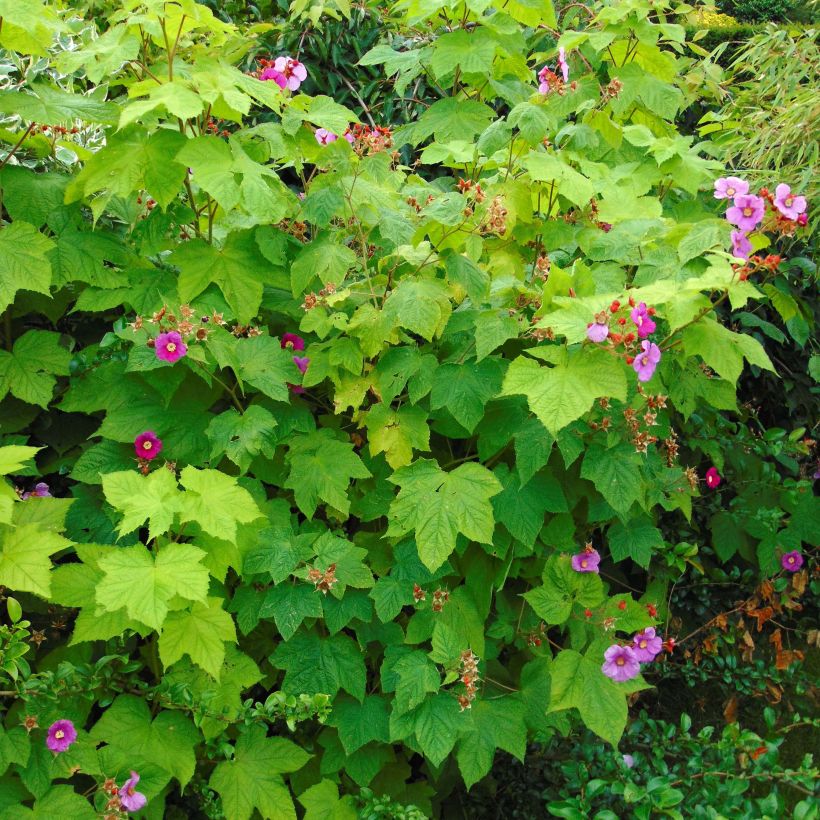 Rubus odoratus - Zimt-Brombeere (Plant habit)