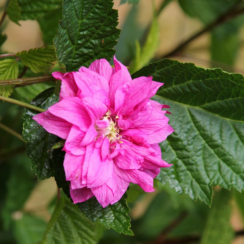 Rubus spectabilis Olympic Double - Pracht-Himbeere (Flowering)