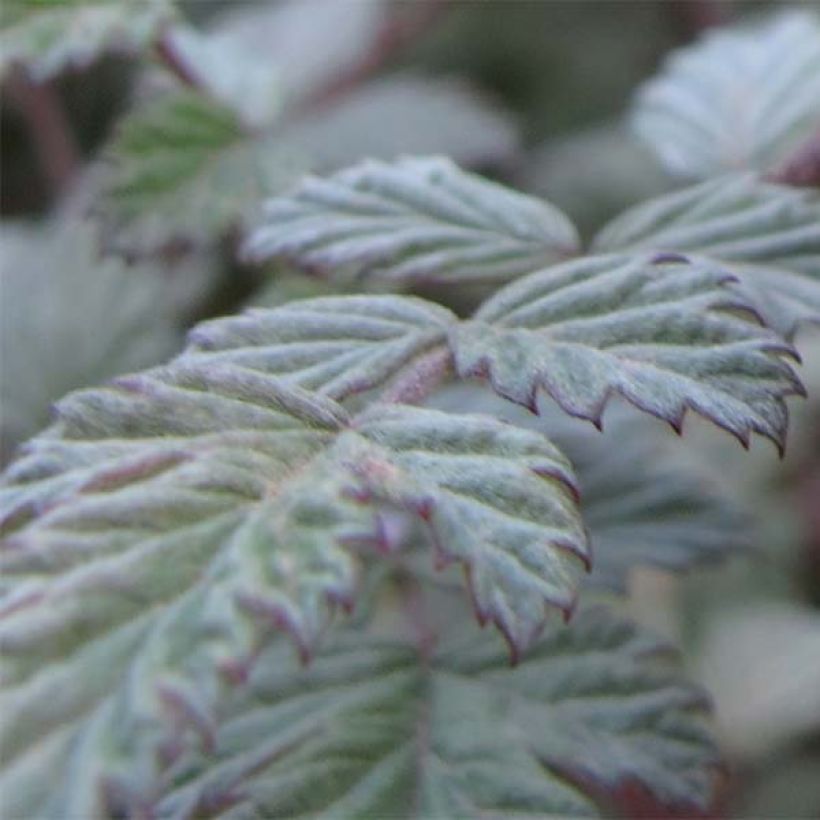 Rubus thibetanus Silver Fern - Tibetische Brombeere (Foliage)