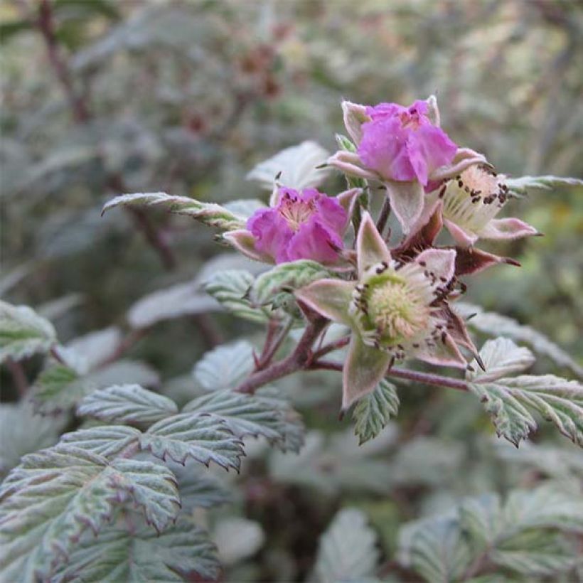 Rubus thibetanus Silver Fern - Tibetische Brombeere (Flowering)