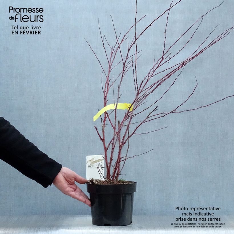 Exemplar von Rubus thibetanus Silver Fern - Tibetische Brombeere Topf mit 3L/4L wie im Winter geliefert