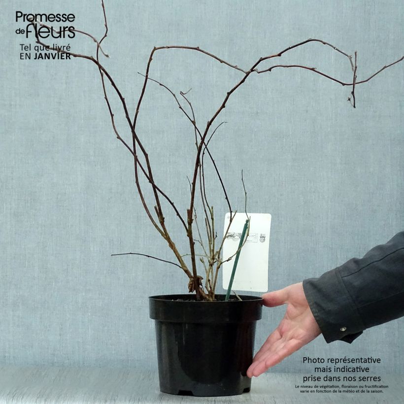 Exemplar von Rubus tridel Benenden - Schau-Himbeere Topf mit 3L/4L wie im Winter geliefert