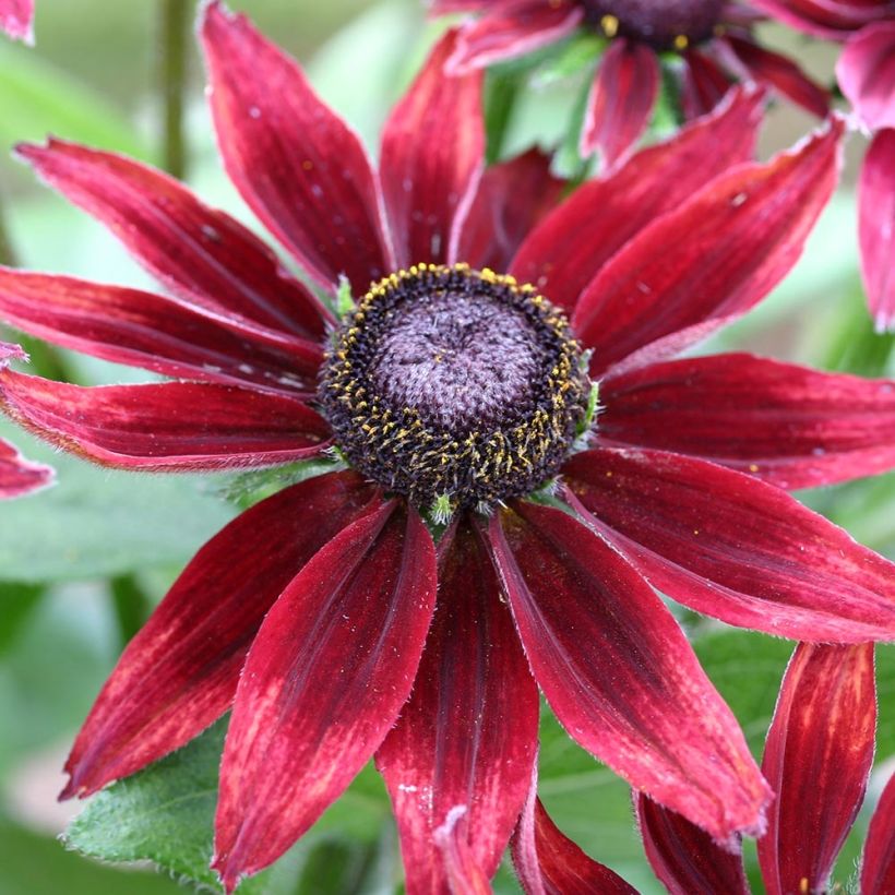 Rauher Sonnenhut Cherry Brandy - Rudbeckia (Flowering)