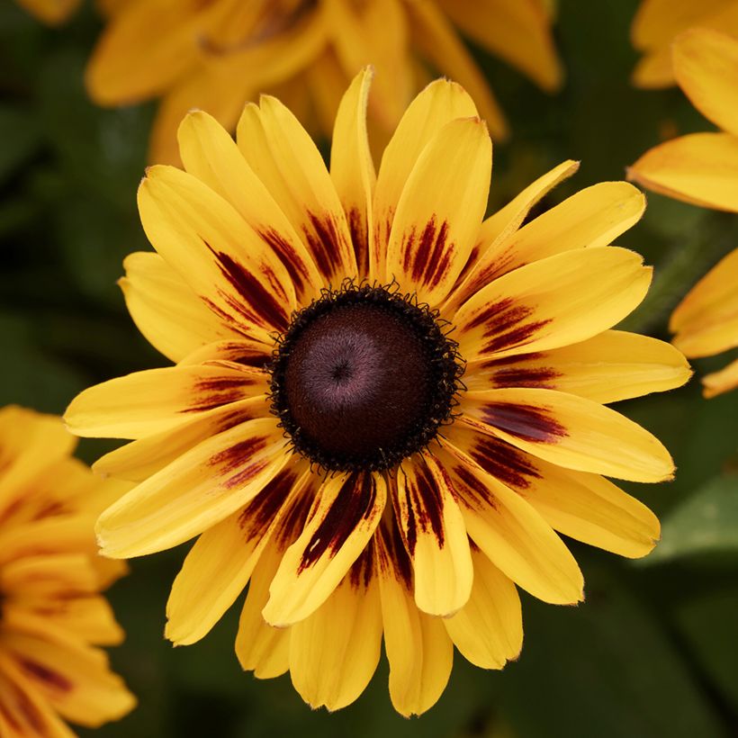 Rauher Sonnenhut Giggling SmileyZ - Rudbeckia (Flowering)
