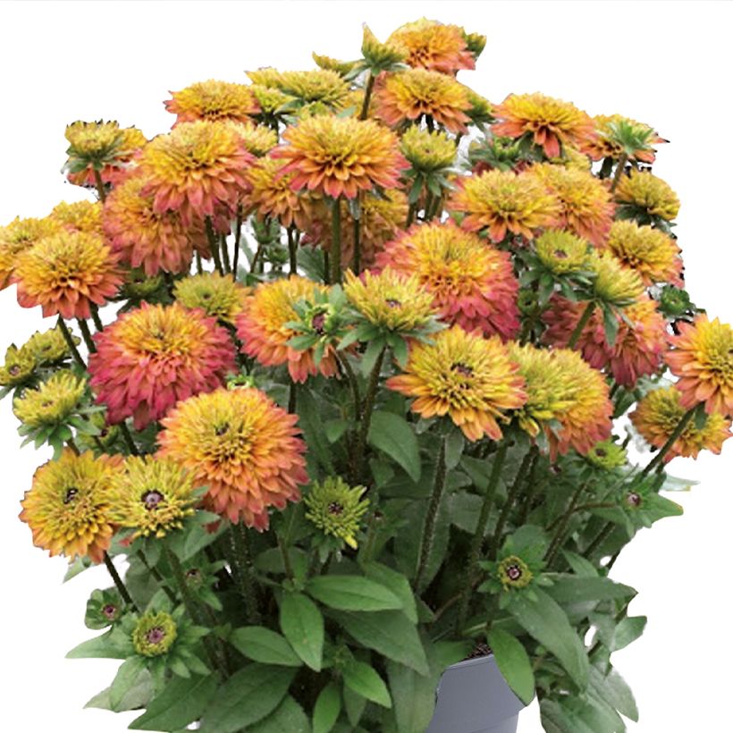 Rauher Sonnenhut Rudy Double Rose Yellow (Pflanzen) - Rudbeckia (Flowering)