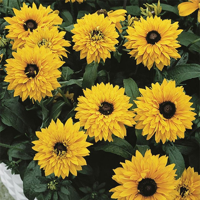 Rauher Sonnenhut Goldilocks - Rudbeckia (Flowering)