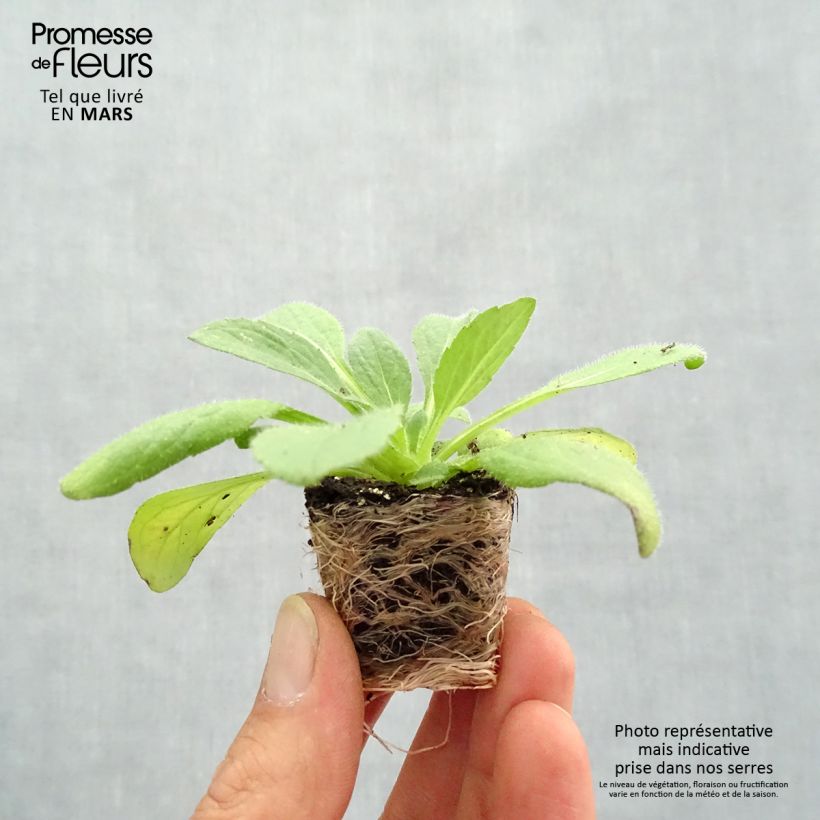 Example of Rauher Sonnenhut Goldilocks - Rudbeckia Mini-Plug Ø 3/4 cm as you get in printemps