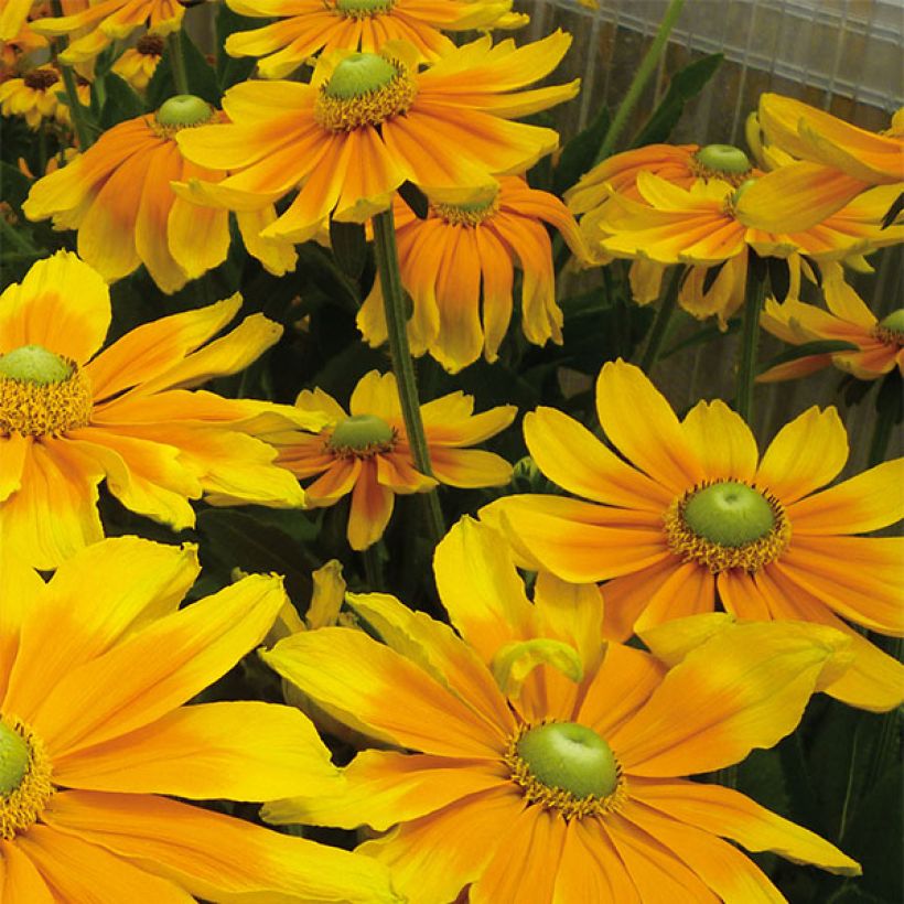 Rauher Sonnenhut Prairie Sun - Rudbeckia (Flowering)