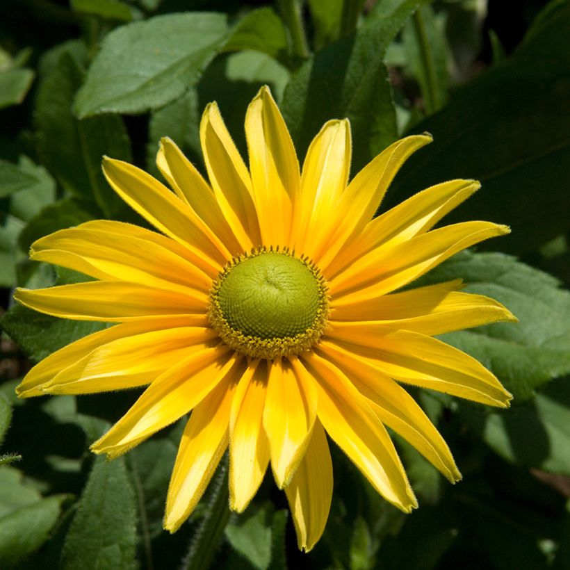 Rauher Sonnenhut Prairie Sun - Rudbeckia (Plant habit)