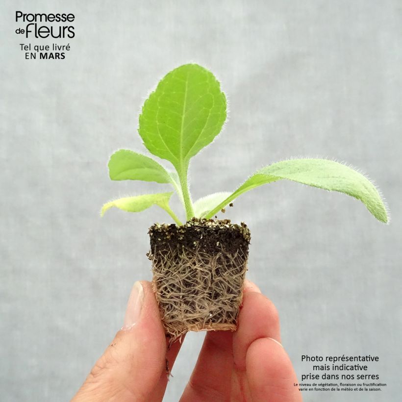 Example of Rauher Sonnenhut Prairie Sun - Rudbeckia Jardi-Plug: Wurzelballen 3,8 cm x 3,2 cm in Anzuchtplatte à 15 Stück. as you get in printemps