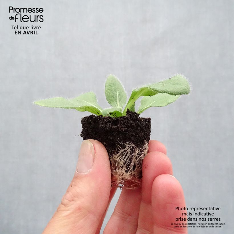 Example of Rauher Sonnenhut Sunbeckia Luna - Rudbeckia Mini-Plug Ø 1,5/2,5 cm as you get in printemps