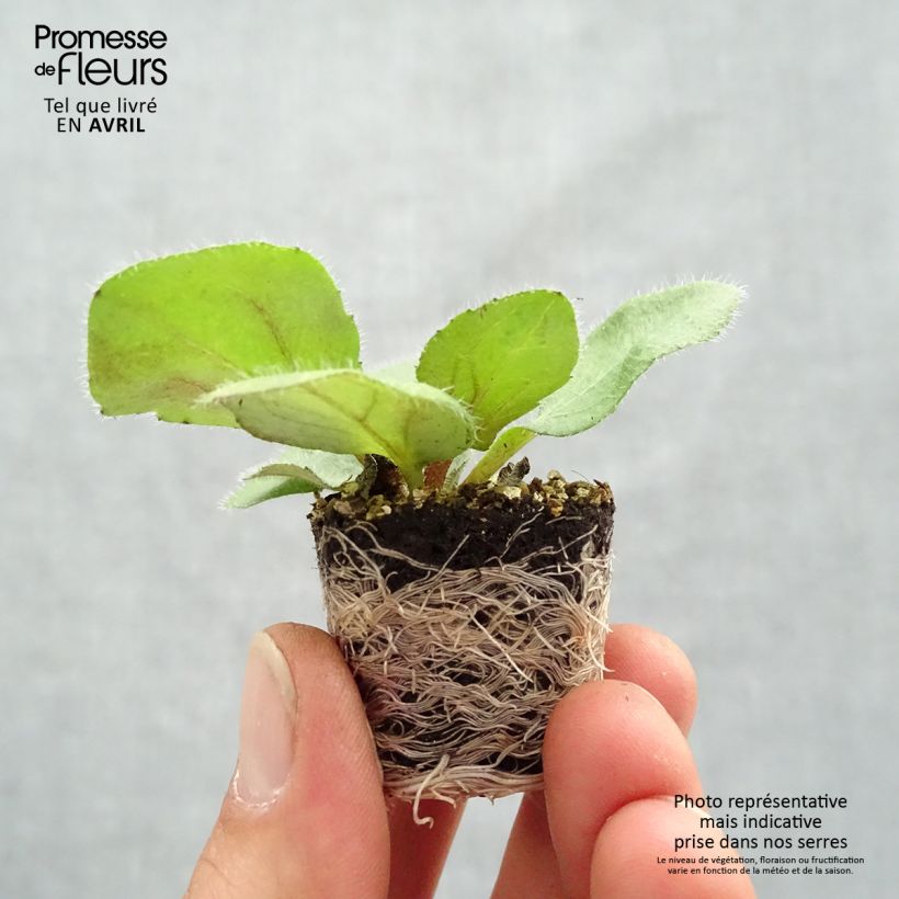 Example of Rauher Sonnenhut Sunbeckia Mia - Rudbeckia Mini-Plug Ø 1,5/2,5 cm as you get in printemps