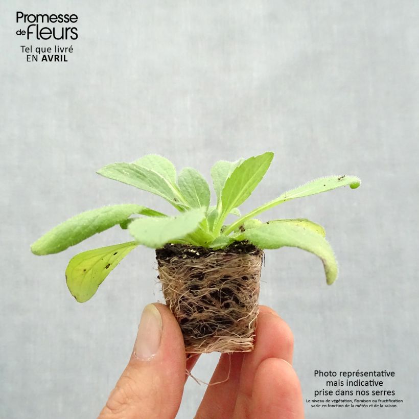 Example of Rauher Sonnenhut Sunbeckia Ophelia - Rudbeckia Mini-Plug Ø 1,5/2,5 cm as you get in printemps