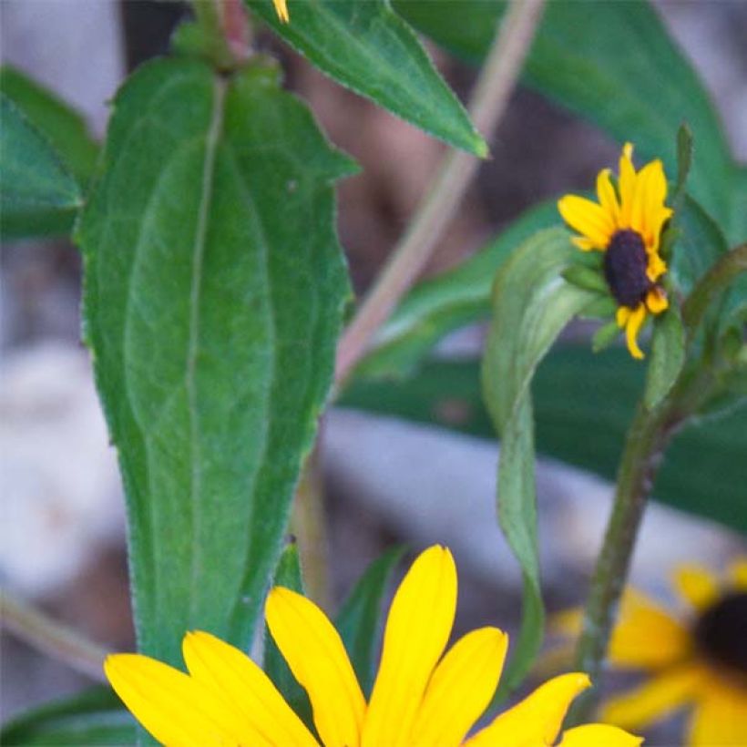 Gemeiner Sonnenhut Early Bird Gold - Rudbeckia fulgida (Foliage)