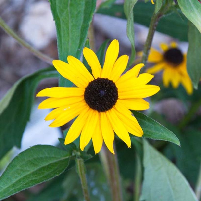 Gemeiner Sonnenhut Early Bird Gold - Rudbeckia fulgida (Flowering)