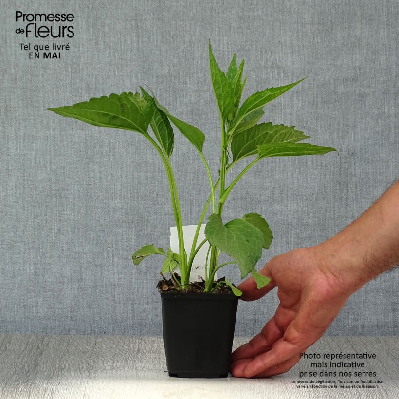 Exemplar von Gemeiner Sonnenhut Early Bird Gold - Rudbeckia fulgida Kleine Töpfe von 8/9 cm wie im Frühjahr geliefert