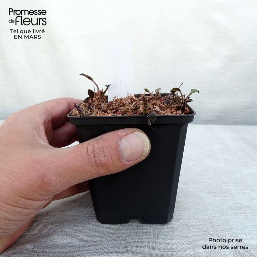 Exemplar von Gemeiner Sonnenhut Forever Gold - Rudbeckia fulgida Kleine Töpfe von 8/9 cm wie im Winter geliefert