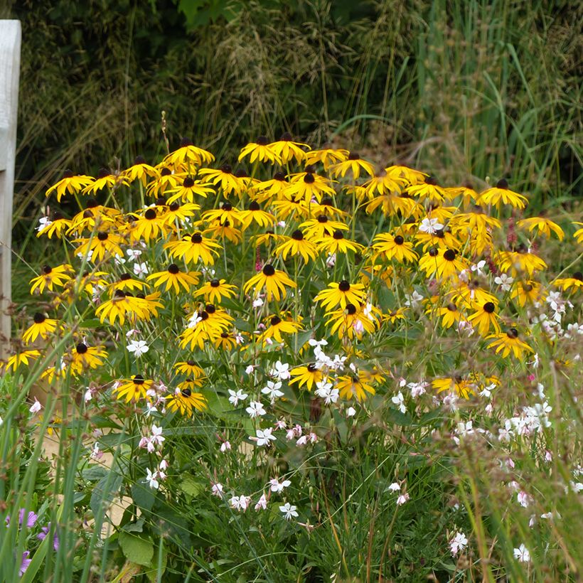 Gemeiner Sonnenhut Goldsturm - Rudbeckia fulgida (Plant habit)
