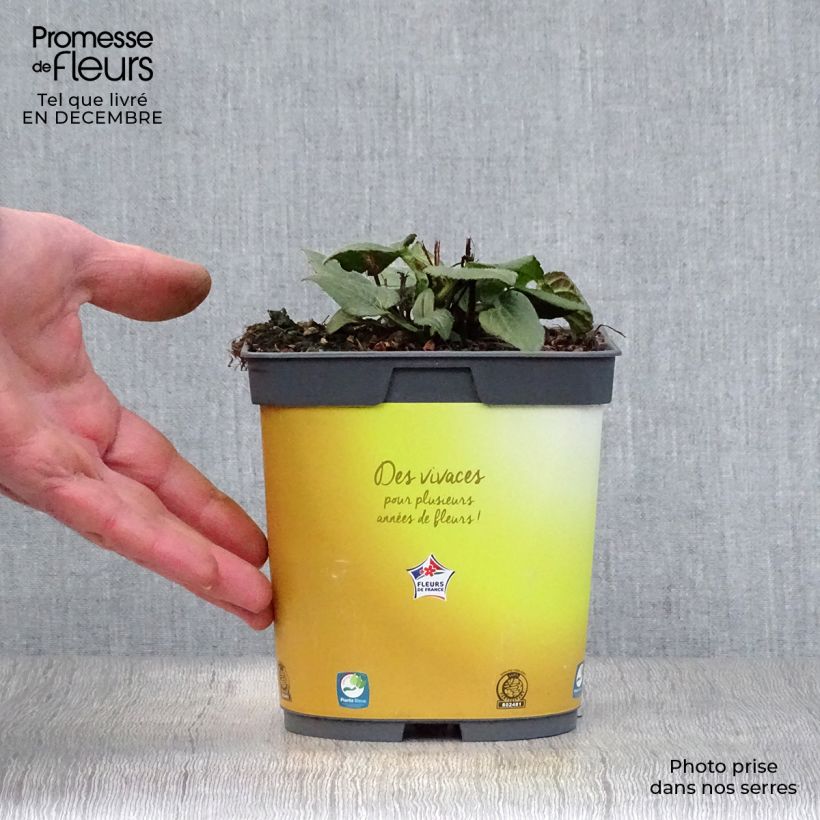 Exemplar von Gemeiner Sonnenhut Goldsturm - Rudbeckia fulgida Topf mit 2L/3L wie im Winter geliefert