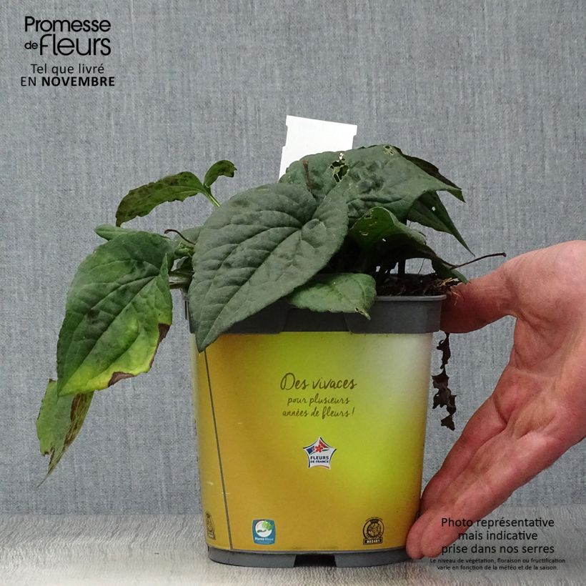 Example of Gemeiner Sonnenhut Goldsturm - Rudbeckia fulgida Topf mit 2L/3L as you get in automne