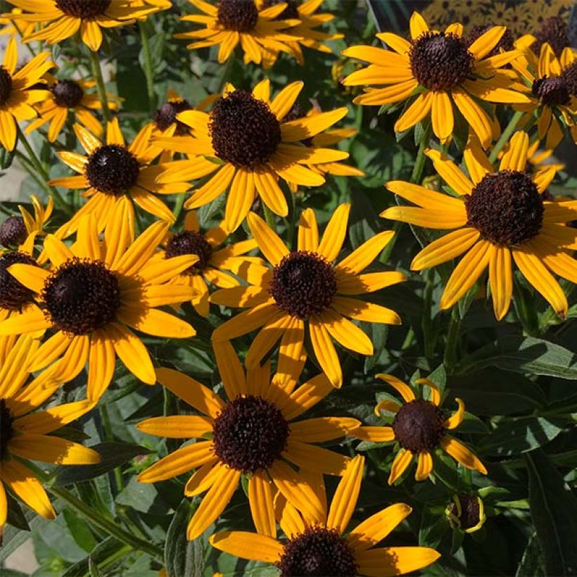 Gemeiner Sonnenhut Little Goldstar - Rudbeckia fulgida var.sullivantii (Flowering)