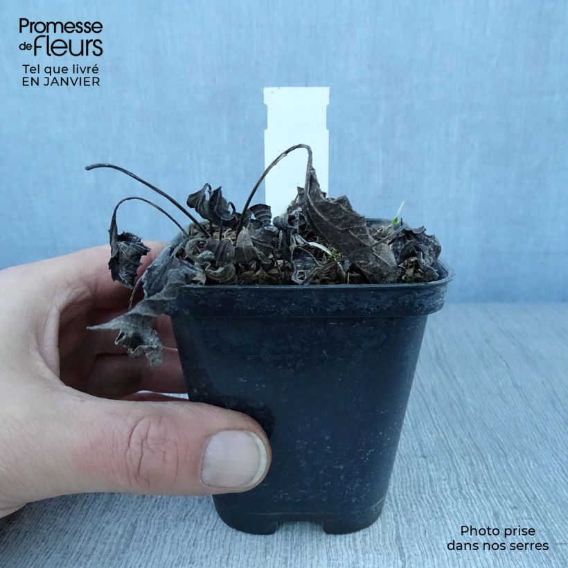 Exemplar von Gemeiner Sonnenhut Little Goldstar - Rudbeckia fulgida var.sullivantii Kleine Töpfe von 8/9 cm wie im Winter geliefert