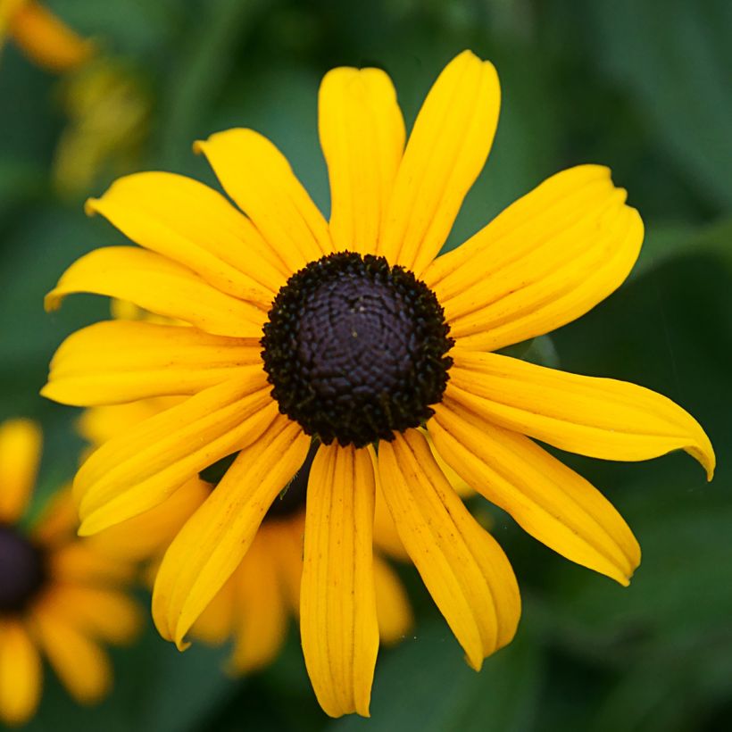 Gemeiner Sonnenhut Pot of Gold - Rudbeckia fulgida var. sullivantii (Flowering)