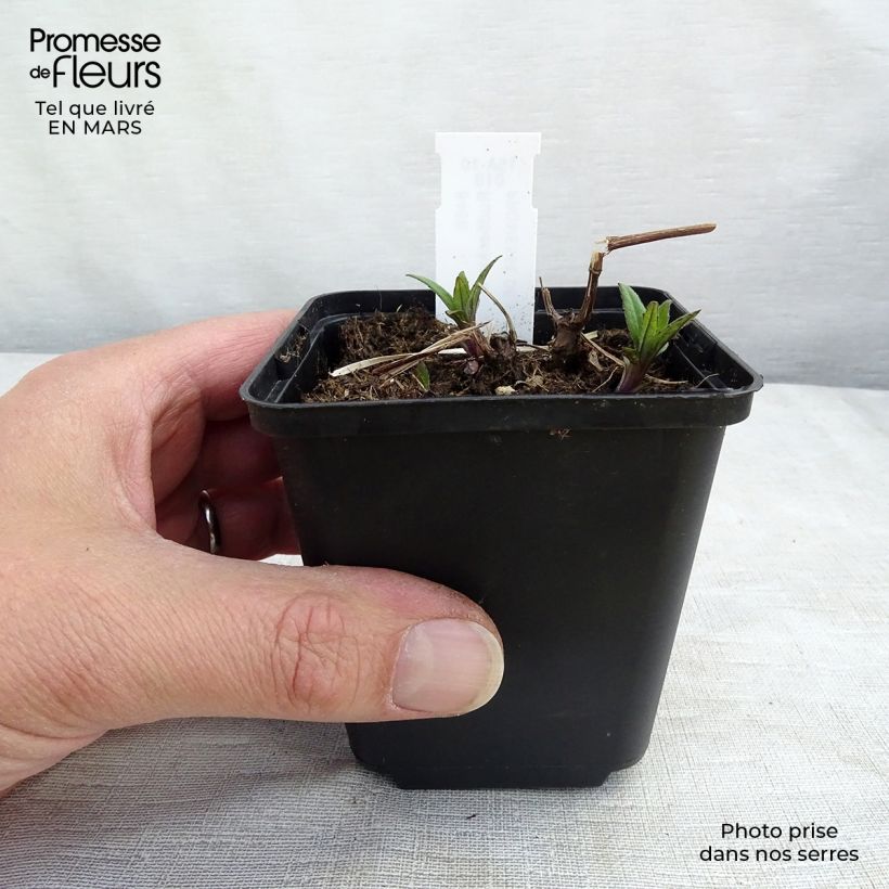 Exemplar von Schlitzblättriger Sonnenhut Goldquelle - Rudbeckia laciniata Kleine Töpfe von 8/9 cm wie im Winter geliefert