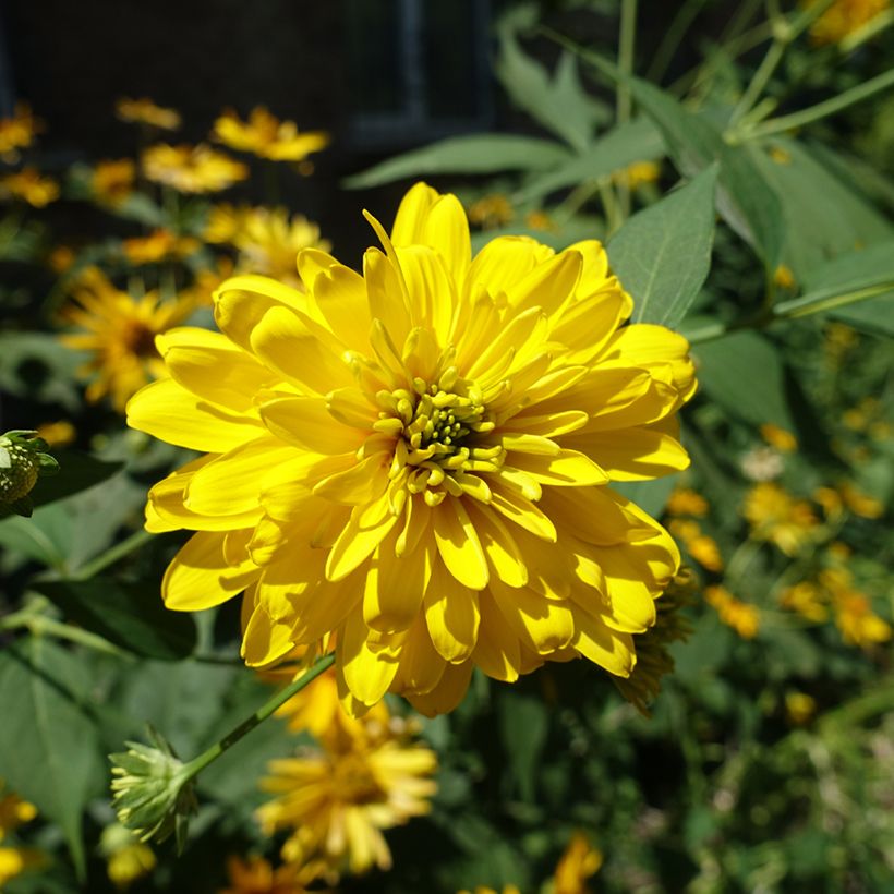 Schlitzblättriger Sonnenhut Goldquelle - Rudbeckia laciniata (Flowering)