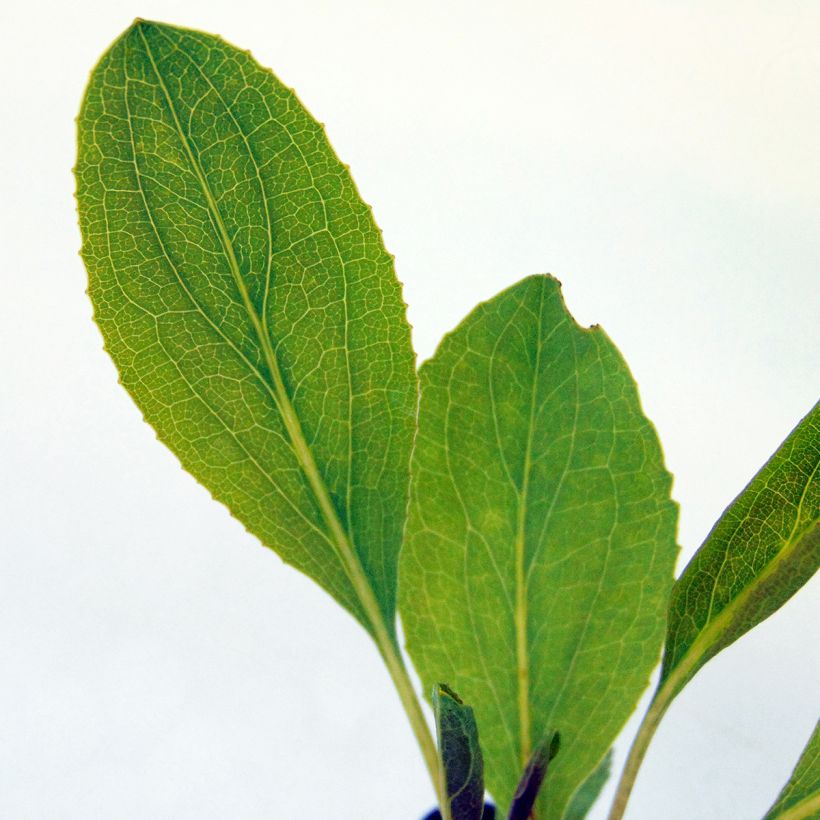 Riesen-Sonnenhut - Rudbeckia maxima (Foliage)