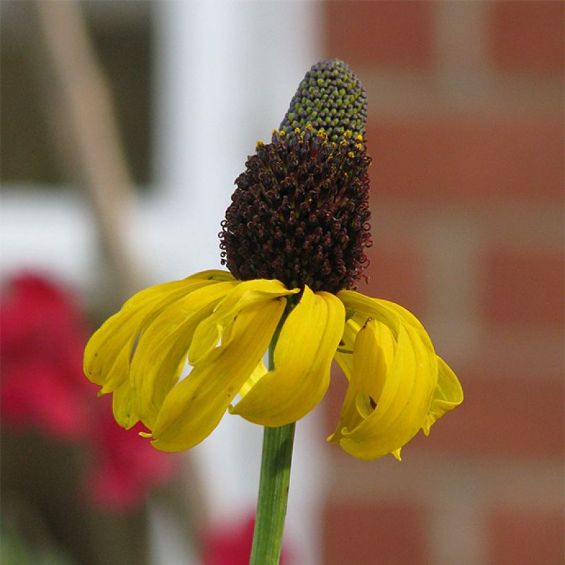 Riesen-Sonnenhut - Rudbeckia maxima (Flowering)