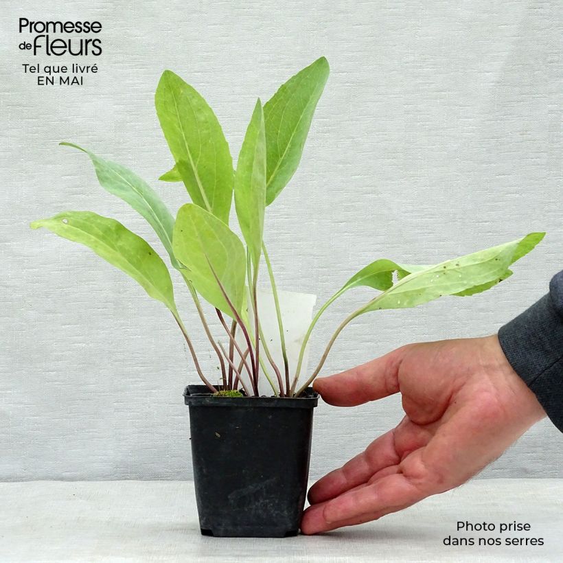 Exemplar von Riesen-Sonnenhut - Rudbeckia maxima Kleine Töpfe von 8/9 cm wie im Frühjahr geliefert