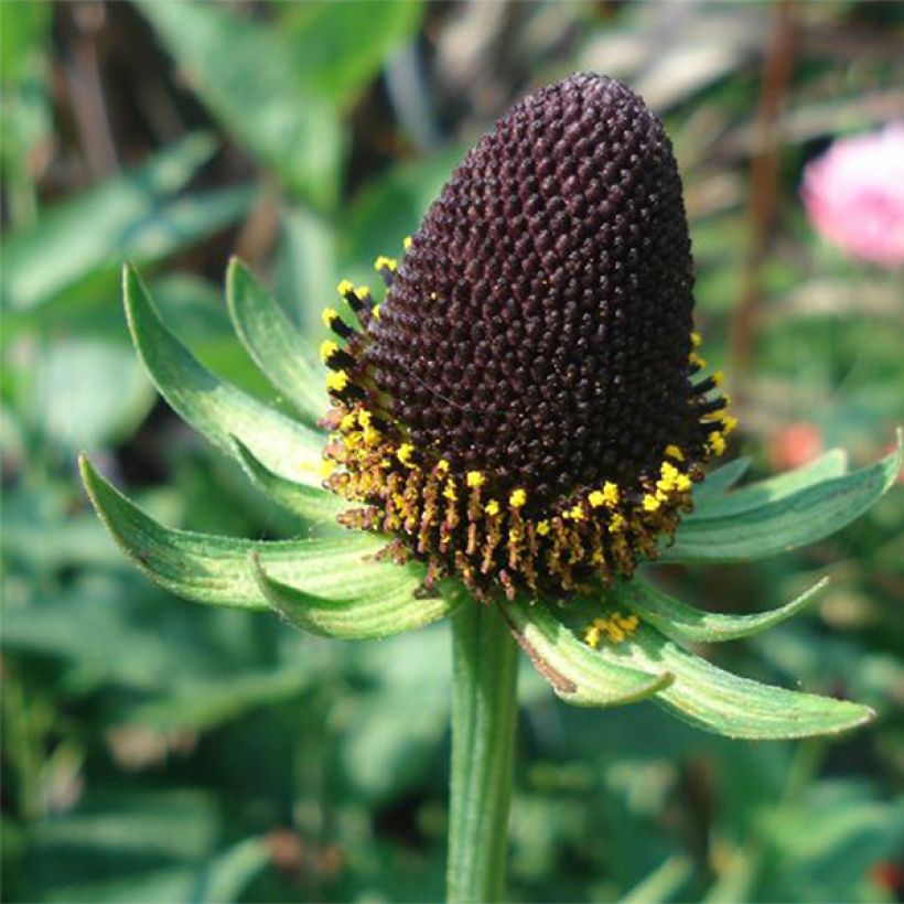 Garten-Sonnenhut Green Wizard - Rudbeckia occidentalis (Flowering)