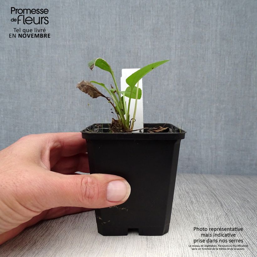 Example of Garten-Sonnenhut Green Wizard - Rudbeckia occidentalis Kleine Töpfe von 8/9 cm as you get in automne