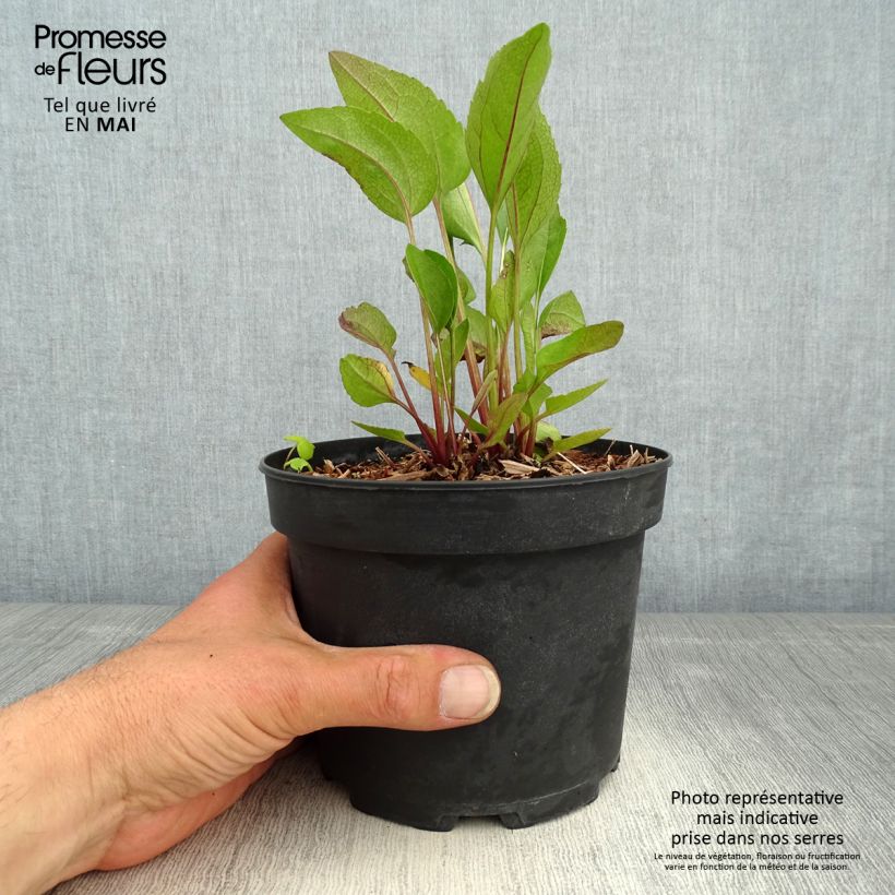 Exemplar von Garten-Sonnenhut Green Wizard - Rudbeckia occidentalis Topf mit 2L/3L wie im Frühjahr geliefert