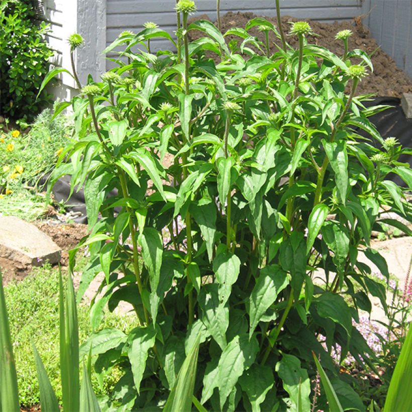 Echinacea Tiki Torch - Scheinsonnenhut (Plant habit)