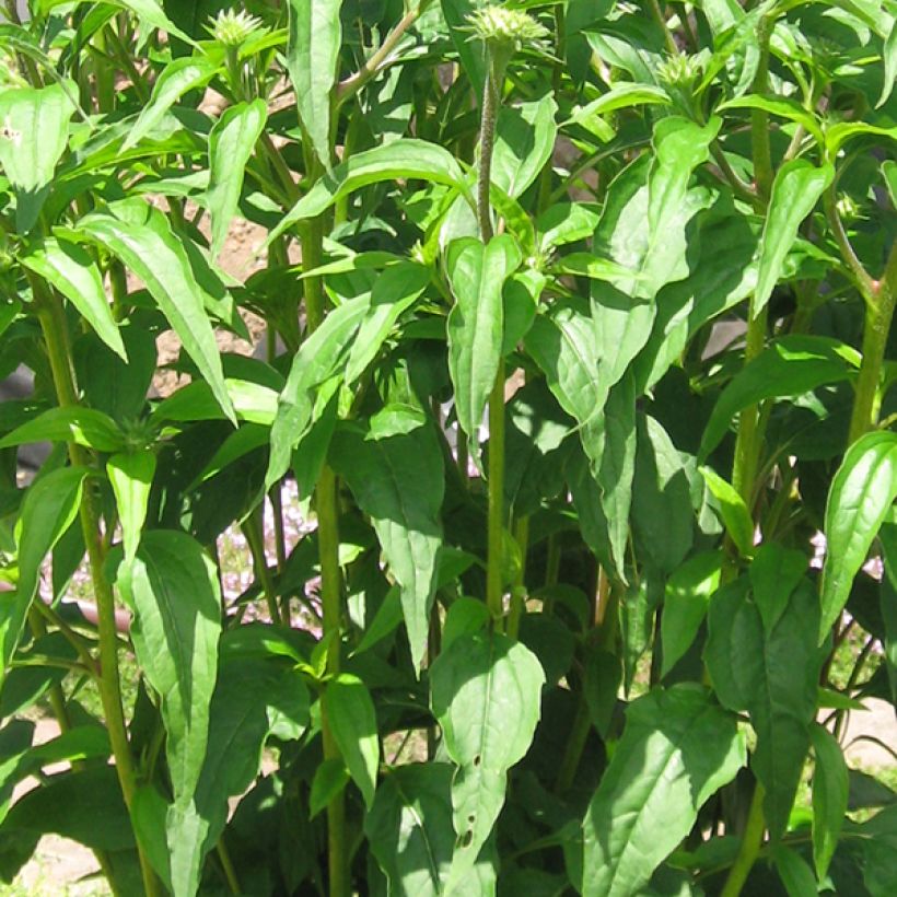 Echinacea purpurea Tomato Soup - Sonnenhut (Foliage)