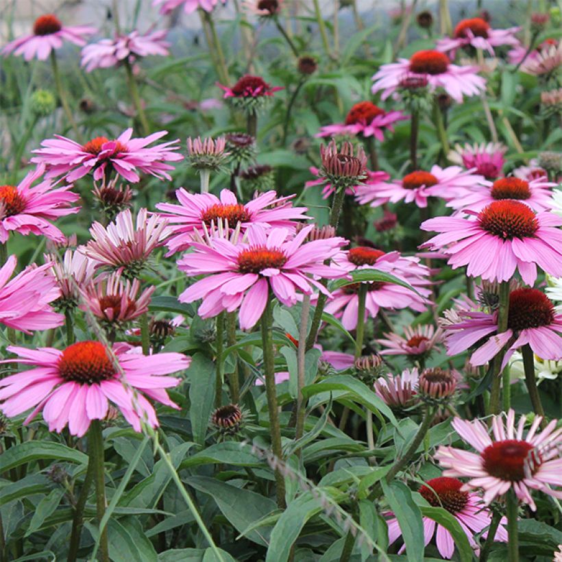 Echinacea purpurea Magnus - Sonnenhut (Flowering)