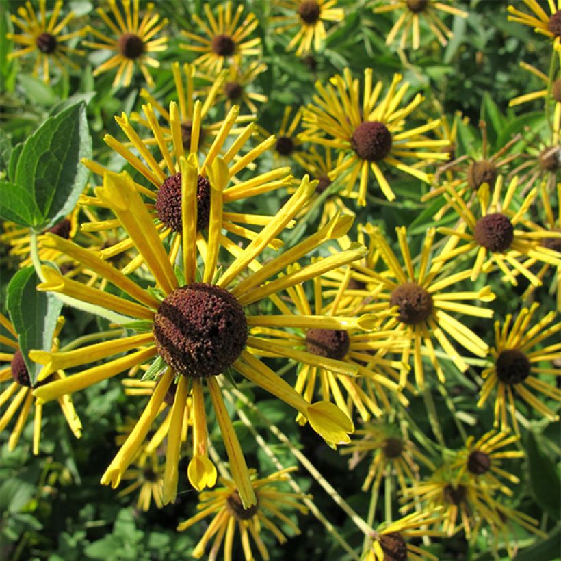 Schwachfilziger Sonnenhut Henry Eilers - Rudbeckia subtomentosa (Flowering)